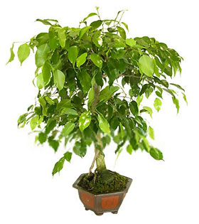 Bonsai
