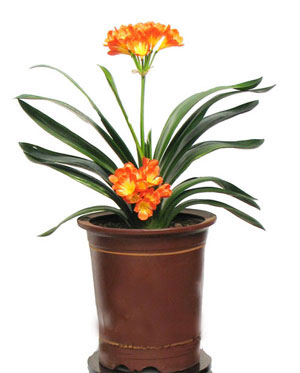 Clivia
