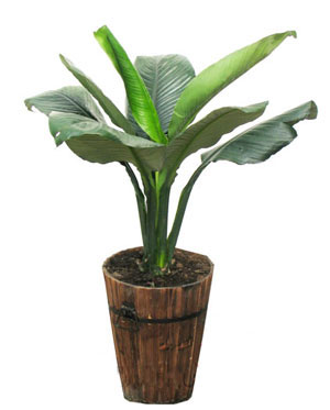Peace lily